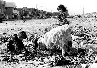 US-UN sanctions keep out spare parts for Iraq's garbage trucks--and endanger children. Photo of children in Baghdad playing in garbage that can't be hauled away 